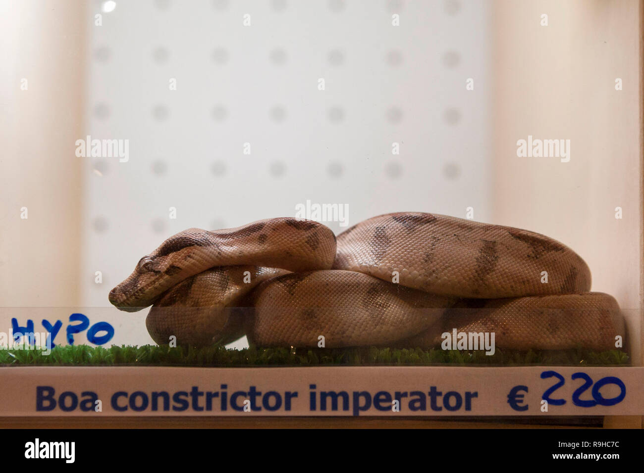 Eine Schlange (Boa constrictor Imperator) in Gefangenschaft auf Verkauf Stockfoto