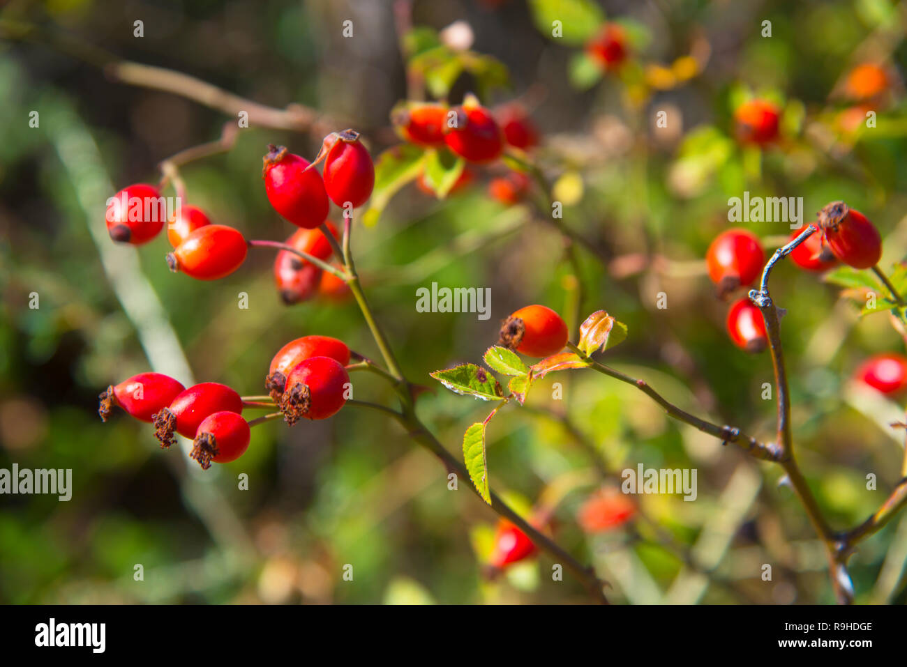 Wild Rose Beeren. Ansicht schließen. Stockfoto