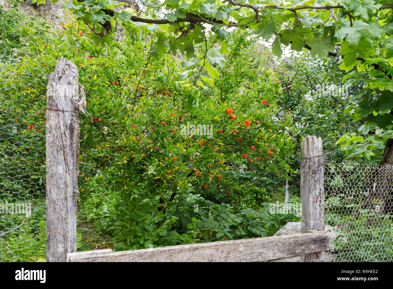 Garten mit Reben und Blumen Lin village Albanien Stockfoto