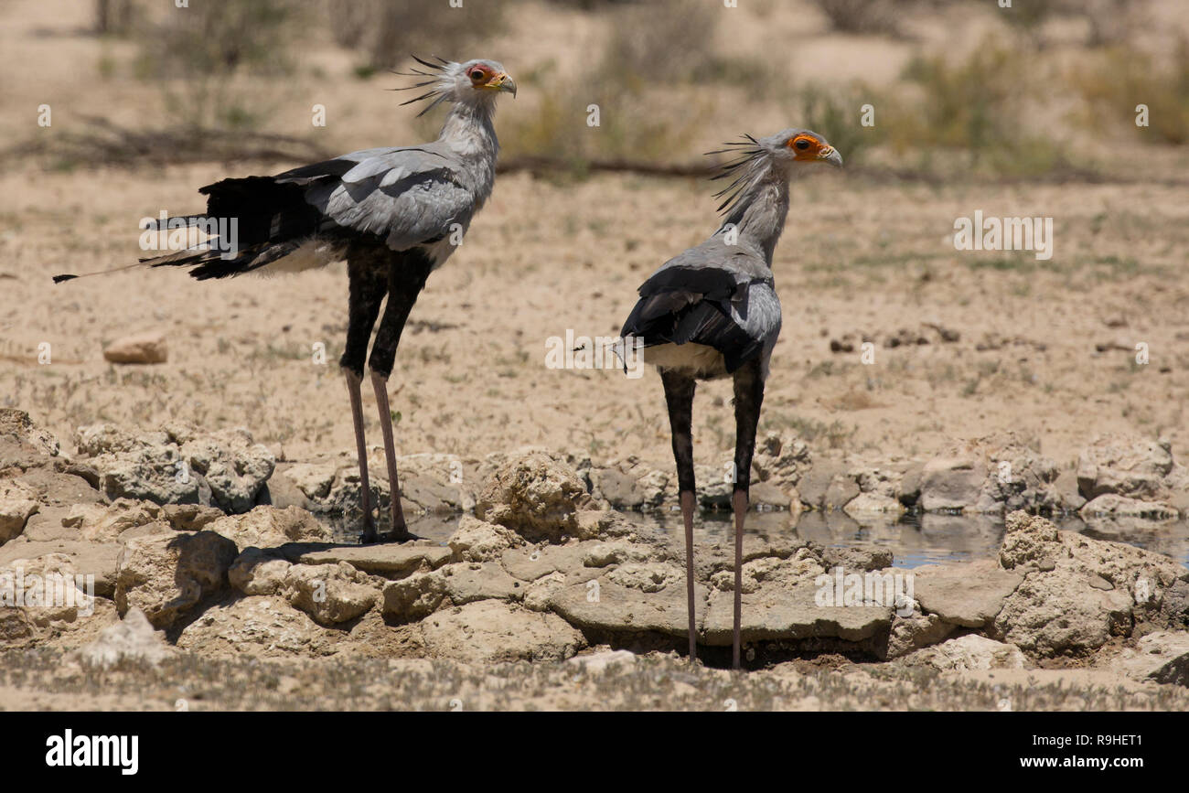 Zwei Sekretärin Vögel in der Nähe von einem Pool in Kgalagadi Nationalpark, Südafrika Stockfoto