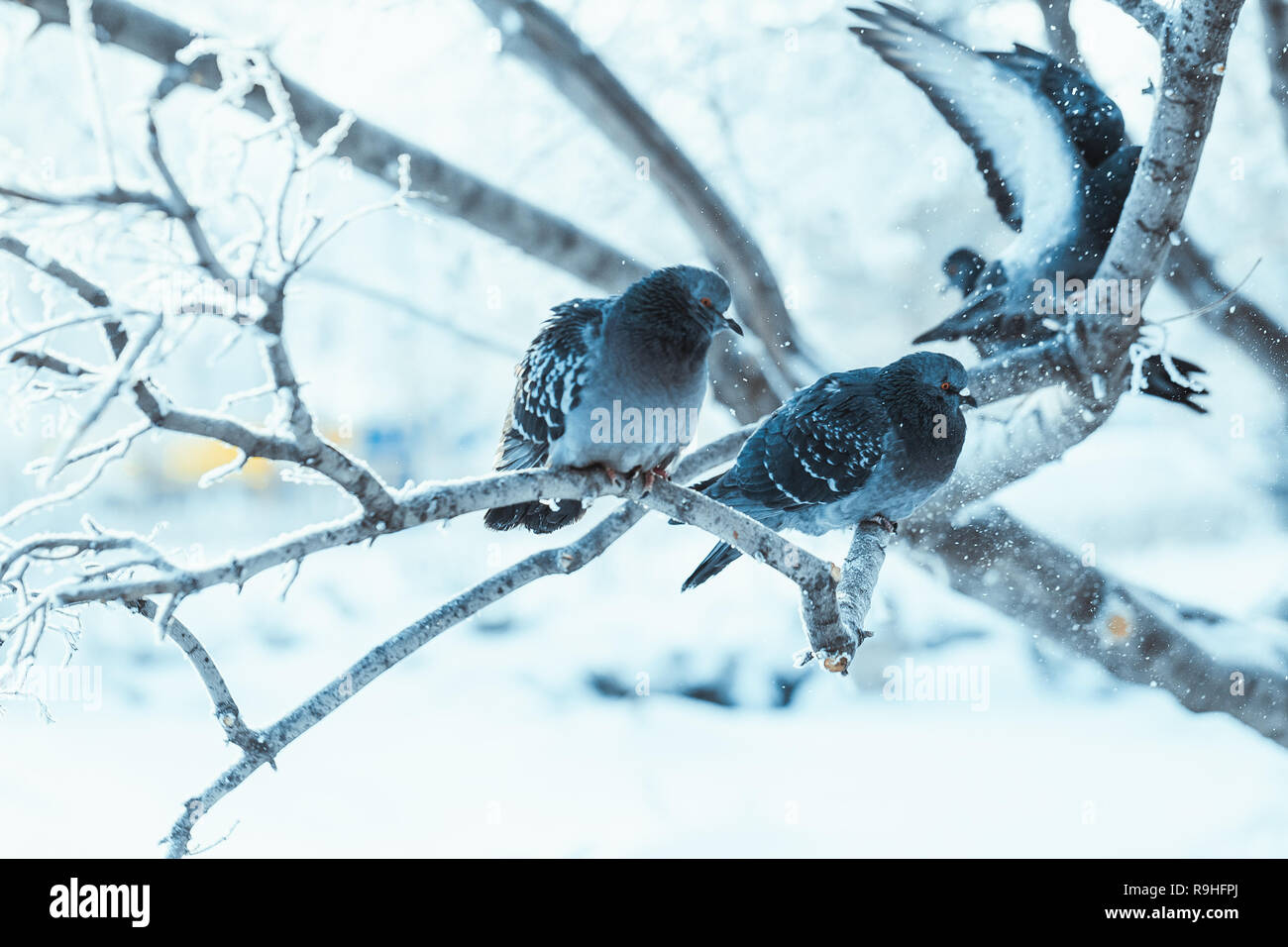 Tauben sitzen auf einem Zweig im Winter Tag gebuckelt. Stockfoto