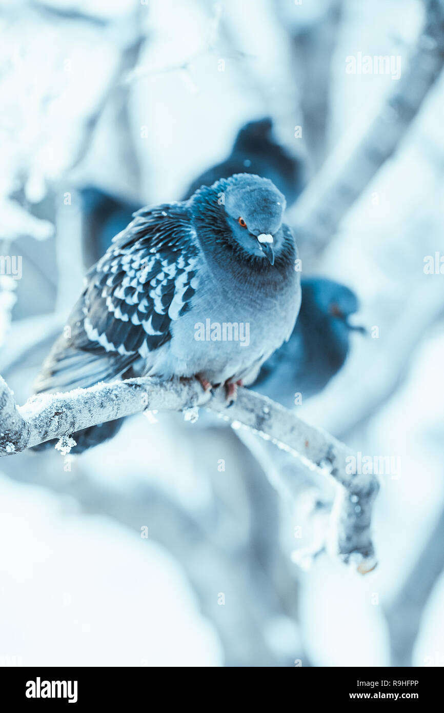 Tauben sitzen auf einem Zweig im Winter Tag gebuckelt. Stockfoto
