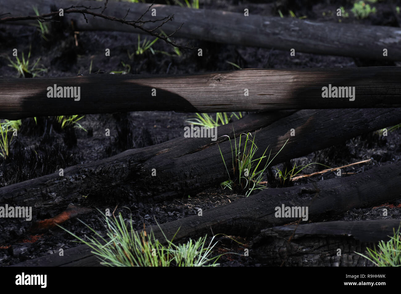 Stapel von verbrannten Gummi Baum Logs nach Waldbränden Stockfoto