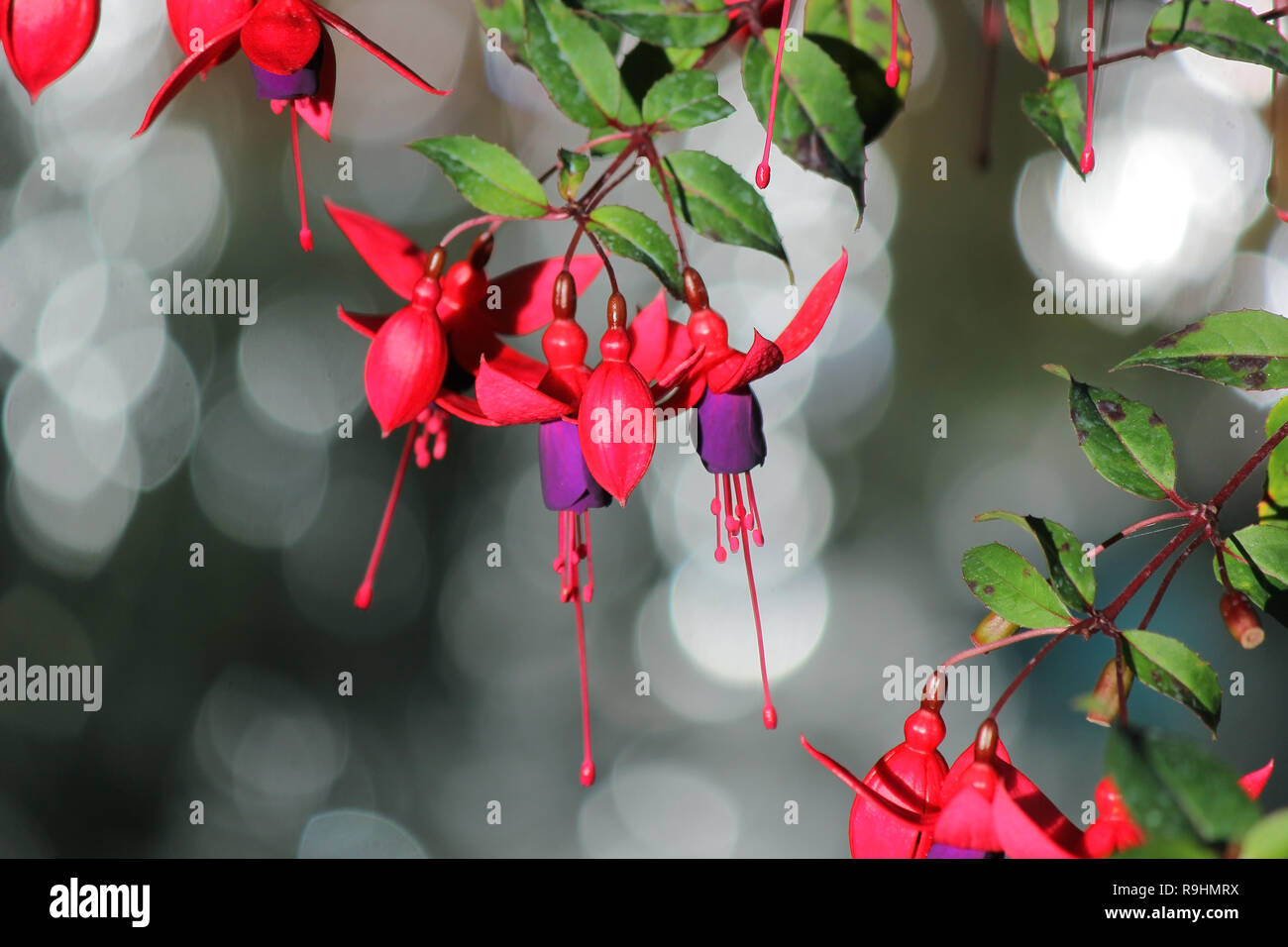 Blühende Lady's eardrops, Rot und Violett fuchsia magellanica Blume Stockfoto