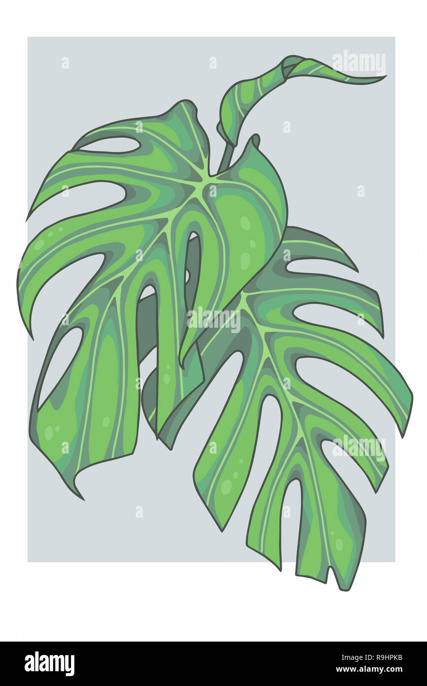 Frucht des Fensters Blatt, Monstera deliciosa Stockfotografie - Alamy