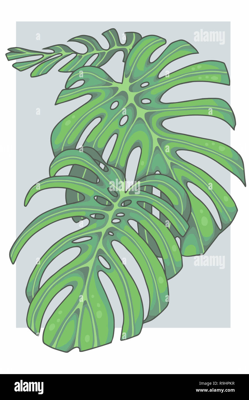Helle grne grafische Darstellung einer Monstera deliciosa windowleaf  ceriman Schweizer Kse Werk Zeichnung Stockfotografie - Alamy