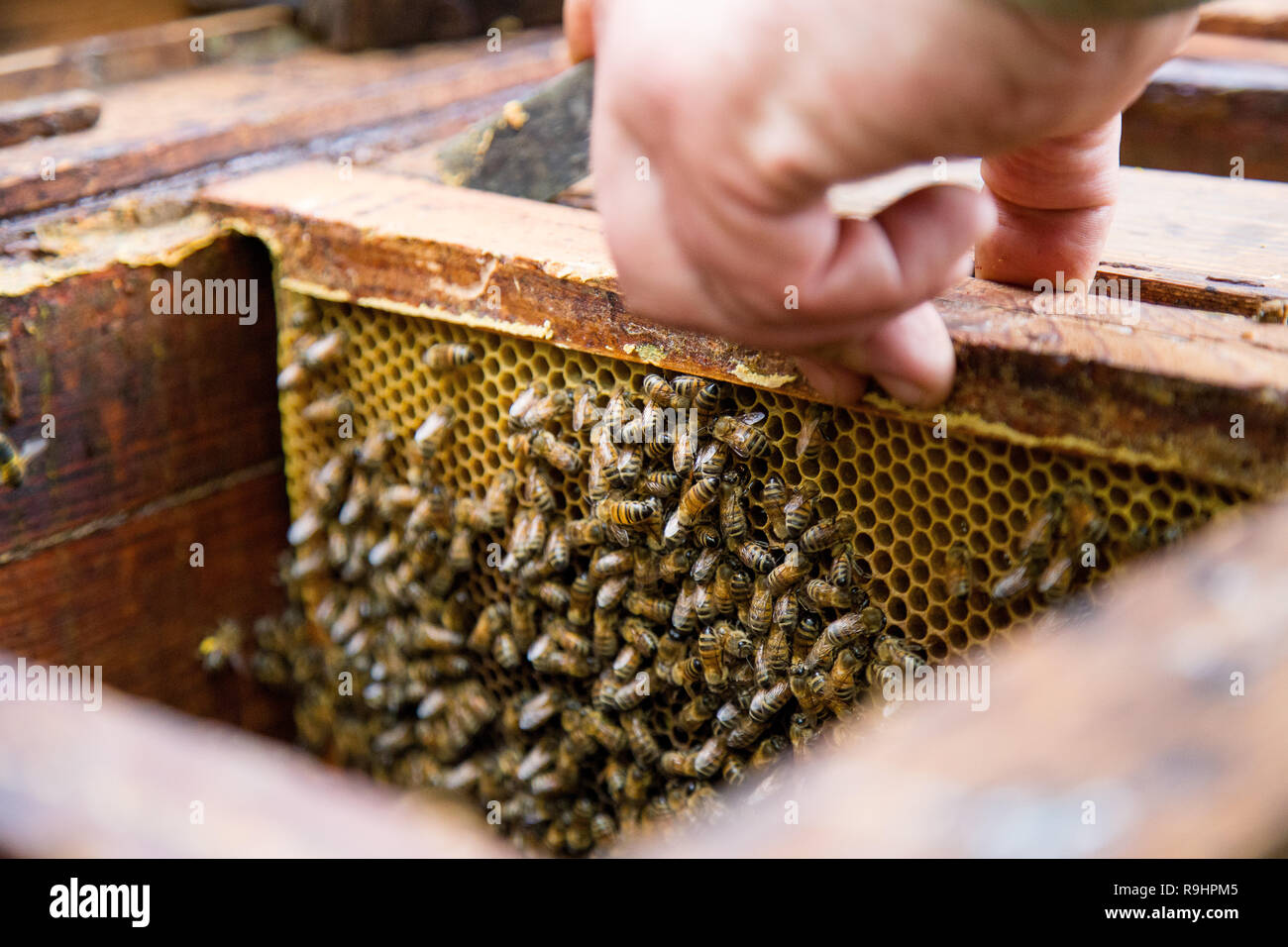 Imker Hände an seinem Bienenhaus mit Wabe durch den Bienenstock Stockfoto