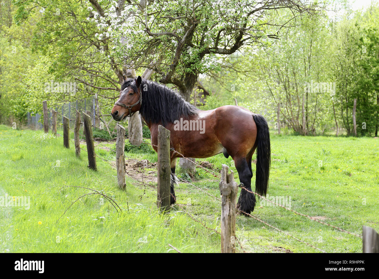 Braun Power Horse am Gehäuse auf der Wiese Weide, stehend durch den Zaun. Stockfoto