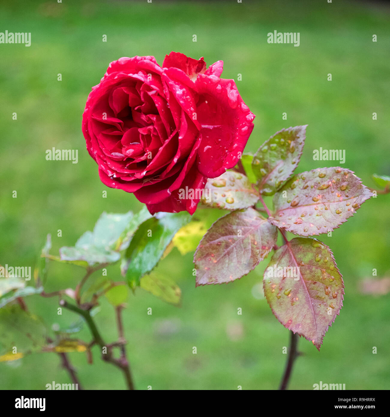 Winter rote Rose Blüte gegen verschwommenen Hintergrund. Einzelne Blume nur nach dem Regen mit Blüten sichtbar. Stockfoto
