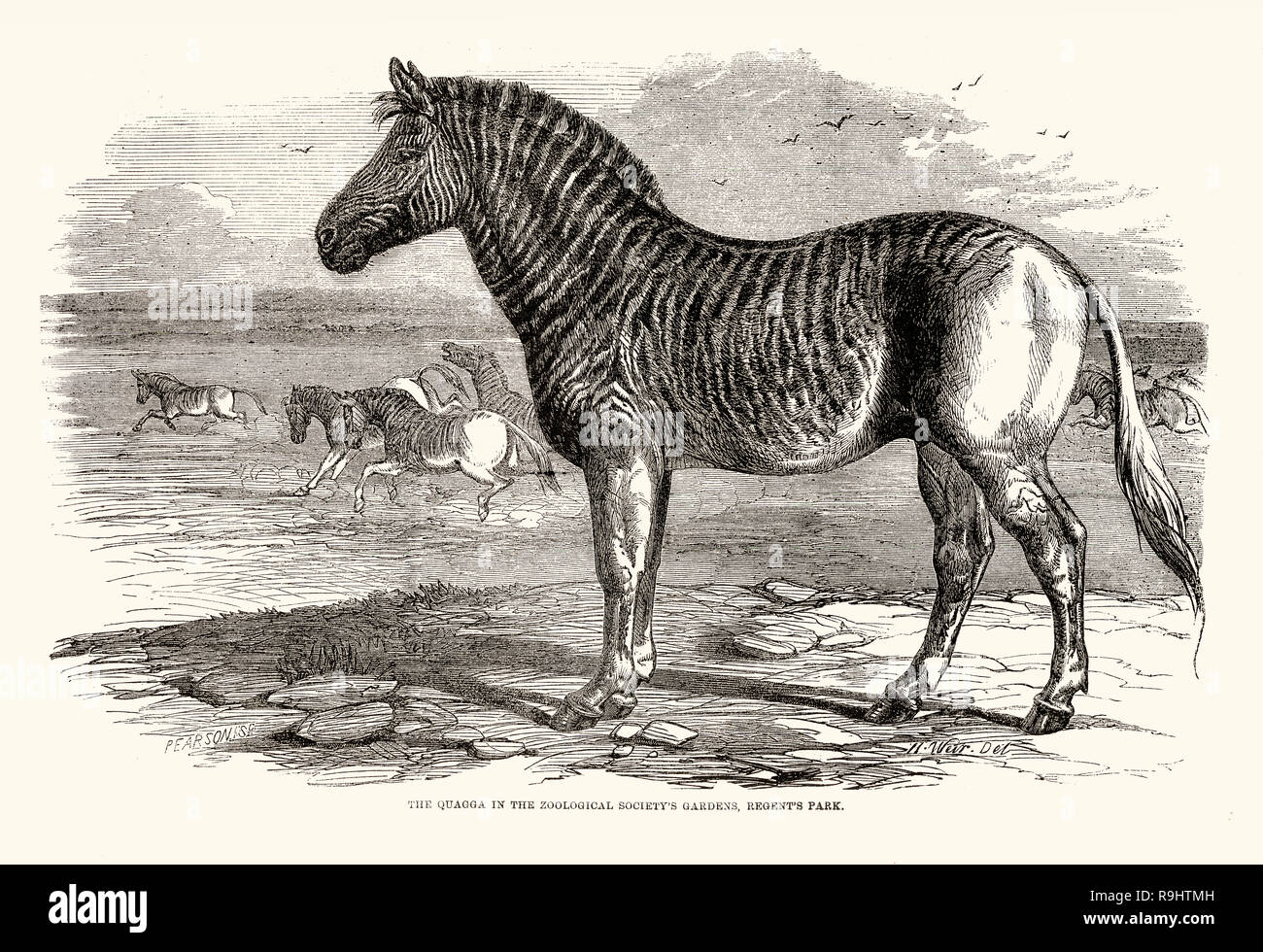 Eine Quagga in seinem natürlichen Lebensraum. Dieses Tier war ein Geschenk von Sir George Grey, Fliehkraftversteller der Kap Kolonie, die Zoologische Gesellschaft Gärten, Regent Par London, 1858. Von 1900 das Quagga war international anerkannten ausgestorben zu sein. Stockfoto