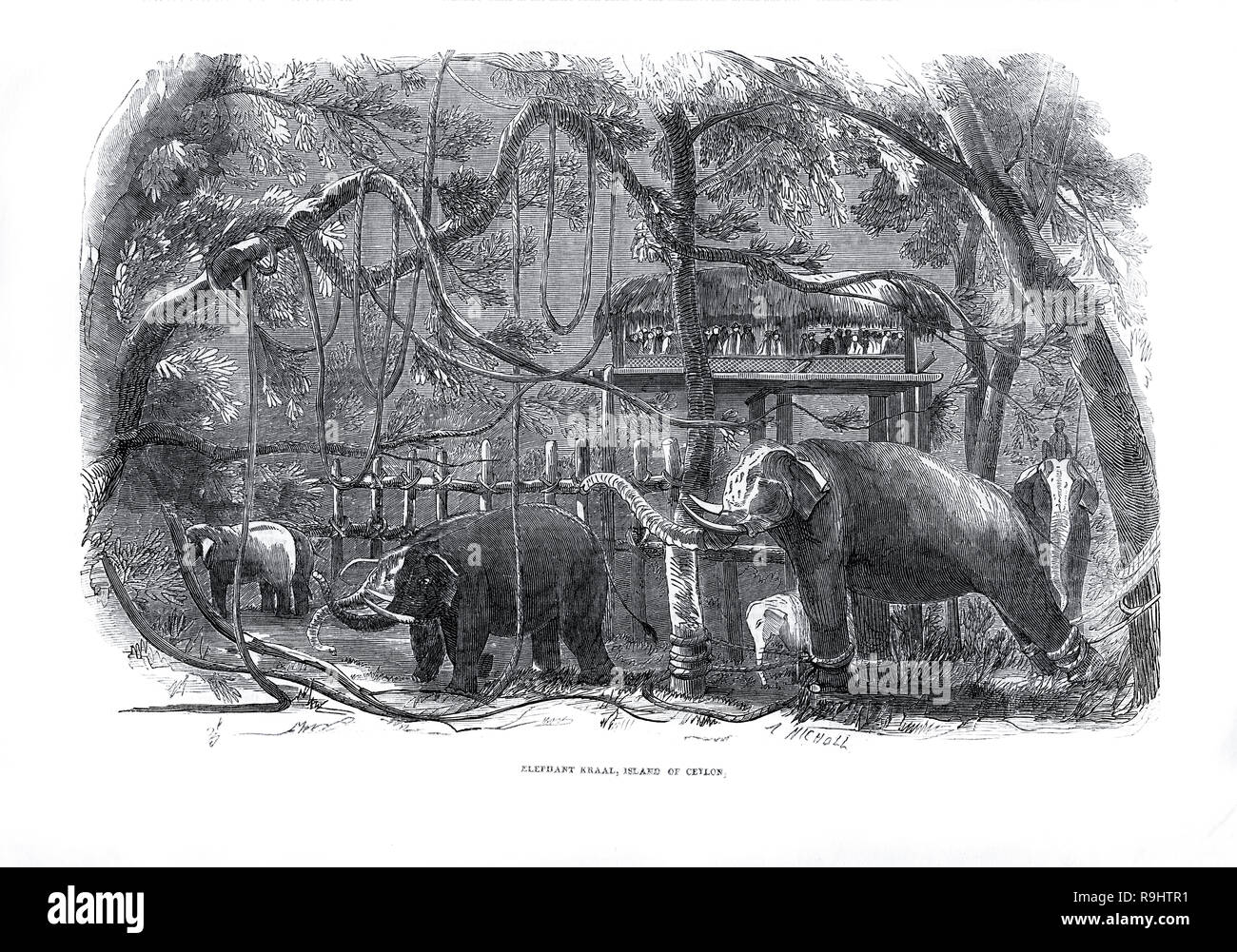 Viktorianische Gravur eines Elefanten Kraal in Ceylon (Sri Lanka) aus der Illustrated London News 1851 Stockfoto