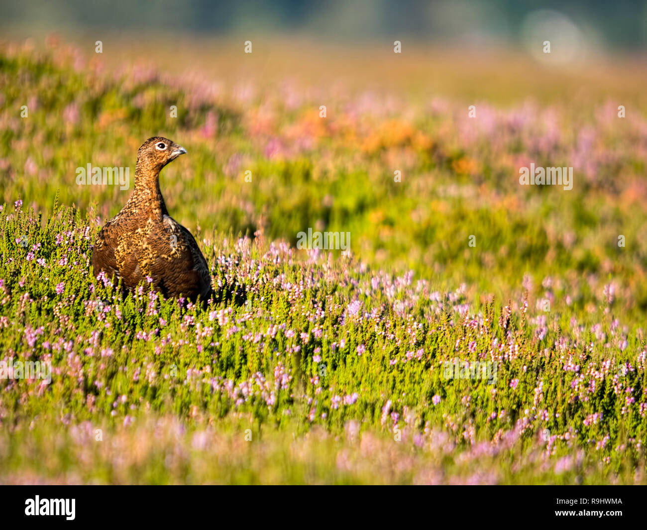 Ein Moorschneehuhn (Lagopus lagopus) Im blühenden Heidekraut (Calluna vulgaris) auf Hograh Moor, Westerdale, North Yorkshire Moors Stockfoto