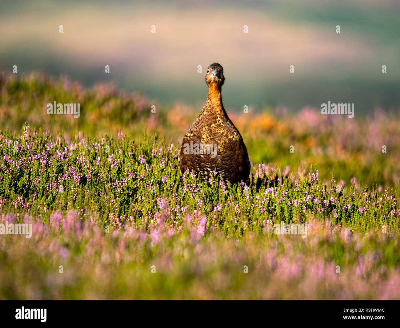 Ein grumpy Moorschneehuhn (Lagopus lagopus) Im blühenden Heidekraut (Calluna vulgaris), Hograh Moor, North Yorkshire Moors Stockfoto