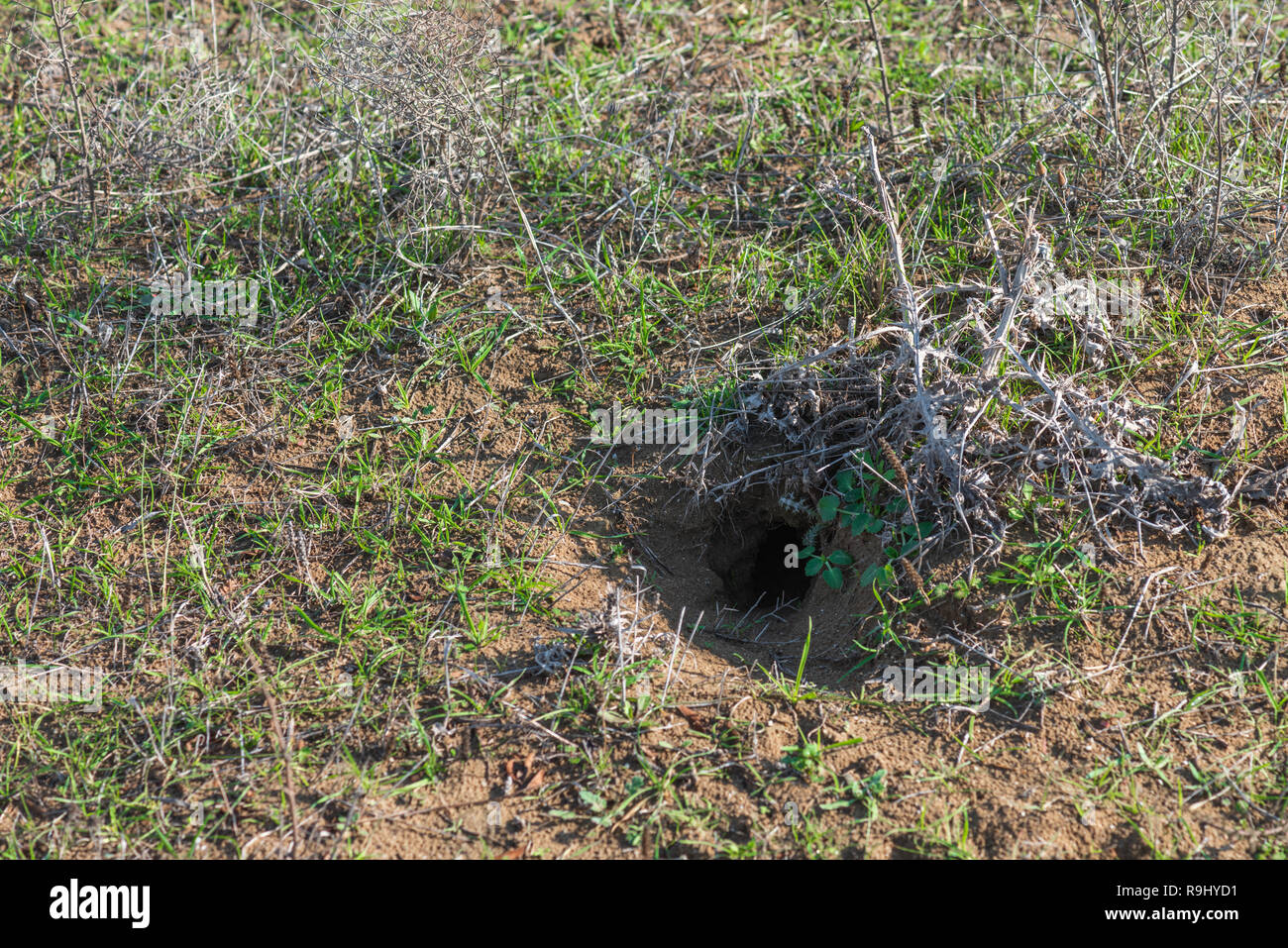 Tiefes Loch von einem wilden Tier in den Boden Stockfoto