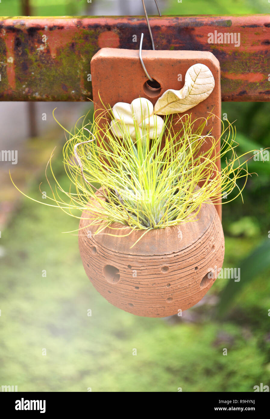 Blumen Topf gebranntem Ton mit Pflanzen für den Garten Stockfotografie -  Alamy