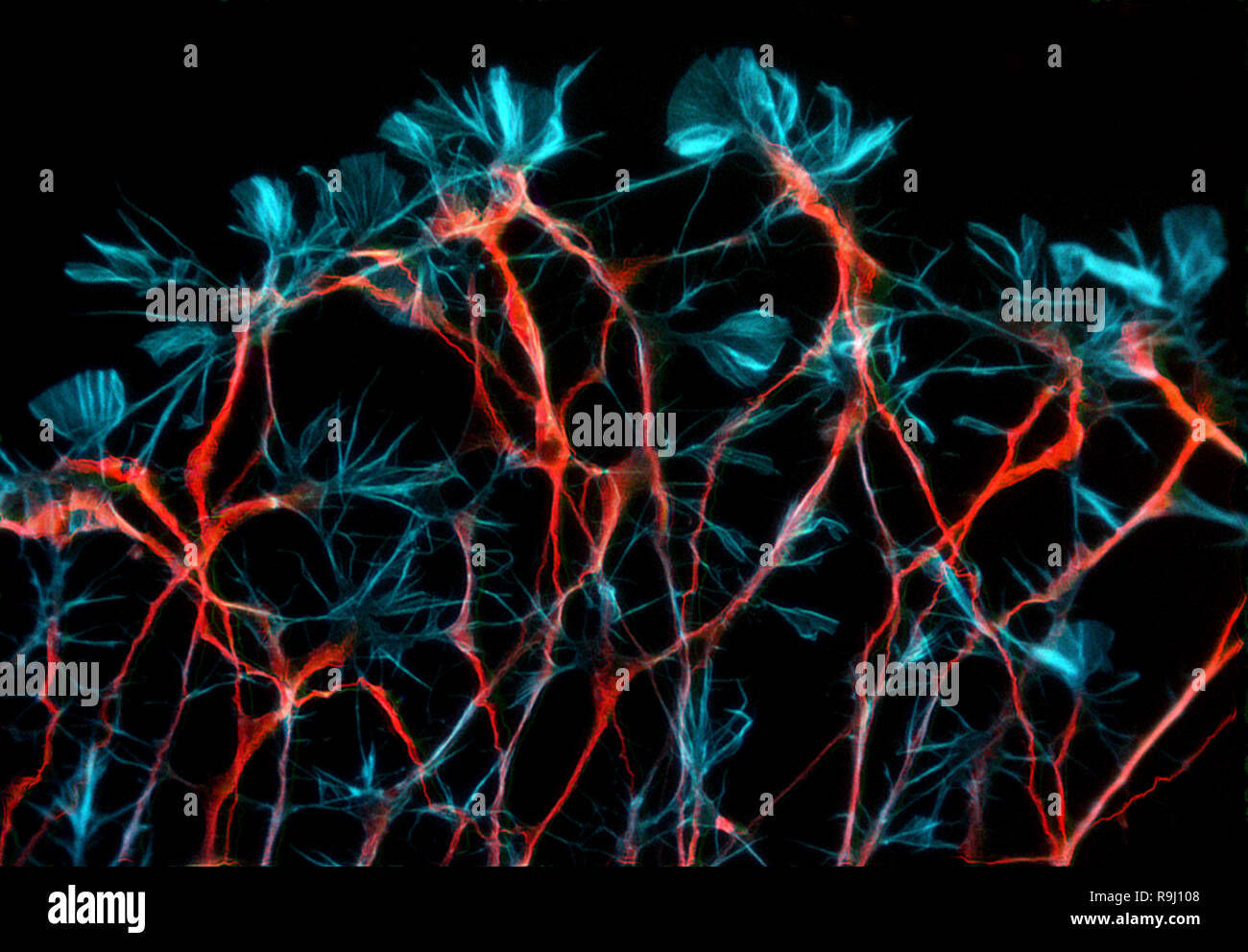 Nervenzellen von Ratten embryonalen Hinterwurzelknotens Stockfoto