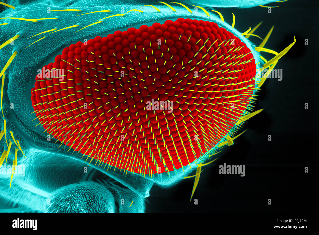 Auge eines gemeinsamen Fruchtfliege (Drosophila melanogaster), Rasterelektronenmikroskopie Stockfoto