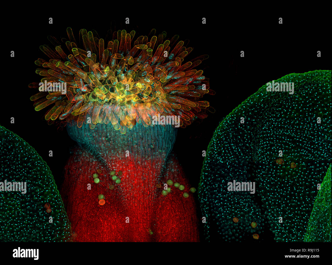 Blume der Ackerschmalwand (Arabidopsis Thaliana) Stockfoto