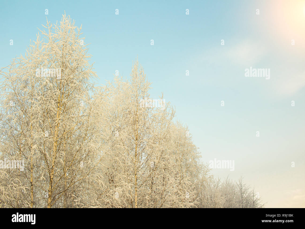 Schnee gefroren Baum und sonnig klare blaue Himmel Hintergrund Stockfoto
