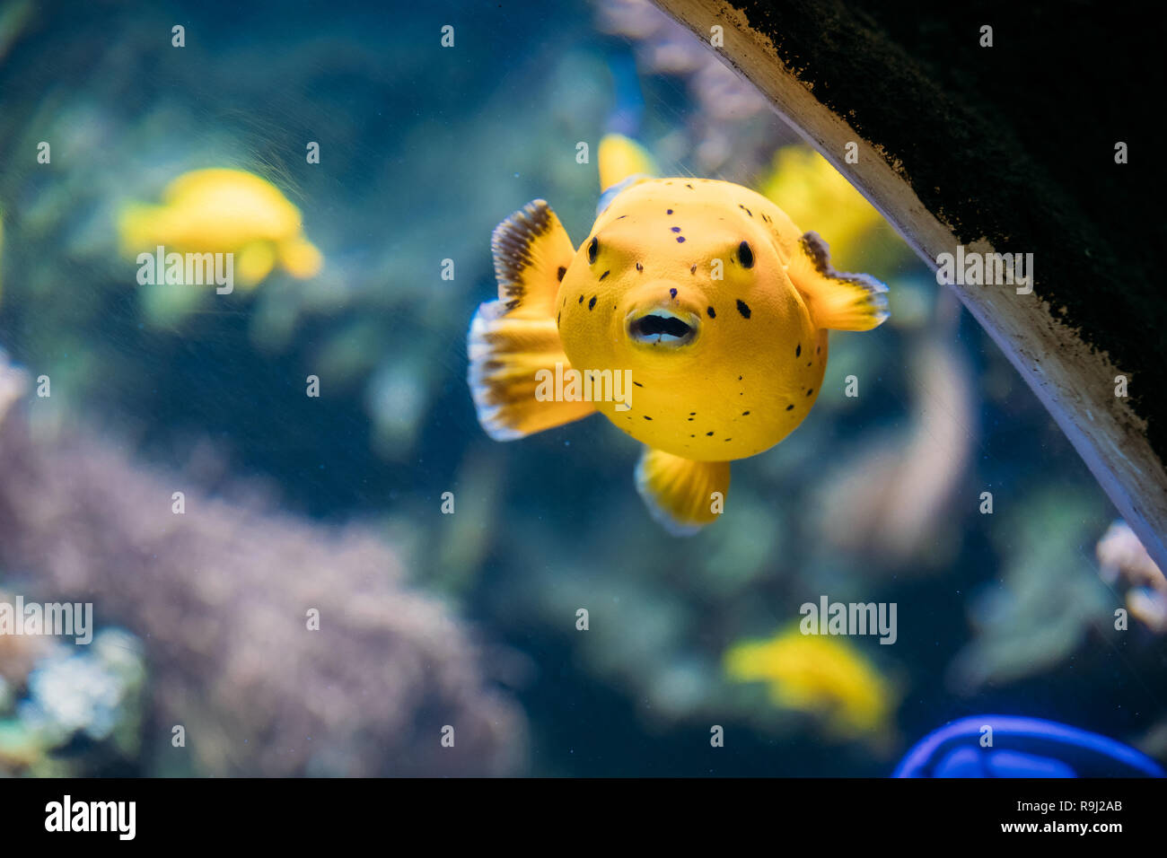 Gelbe Blackspotted Puffer oder Hund - gegenübergestellt Kugelfisch Arothron Nigropunctatus schwimmen im Wasser. Wenn nicht ordnungsgemäß vorbereitet, Toxin gefunden In Kugelfische-T Stockfoto