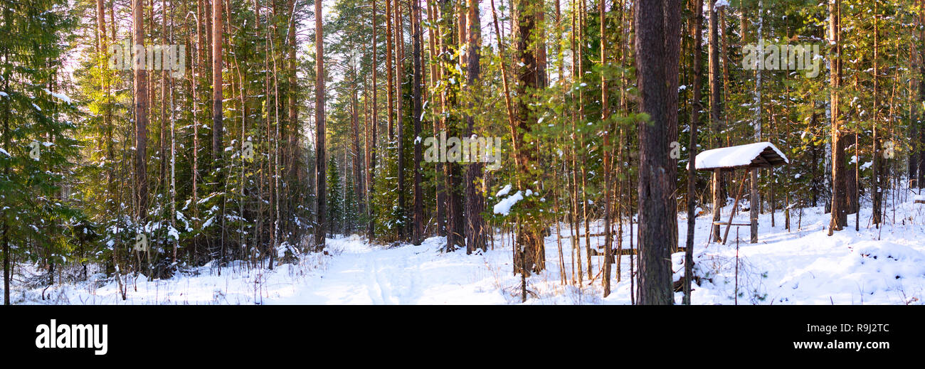 Schönen Winter Forest, Dezember Stockfoto