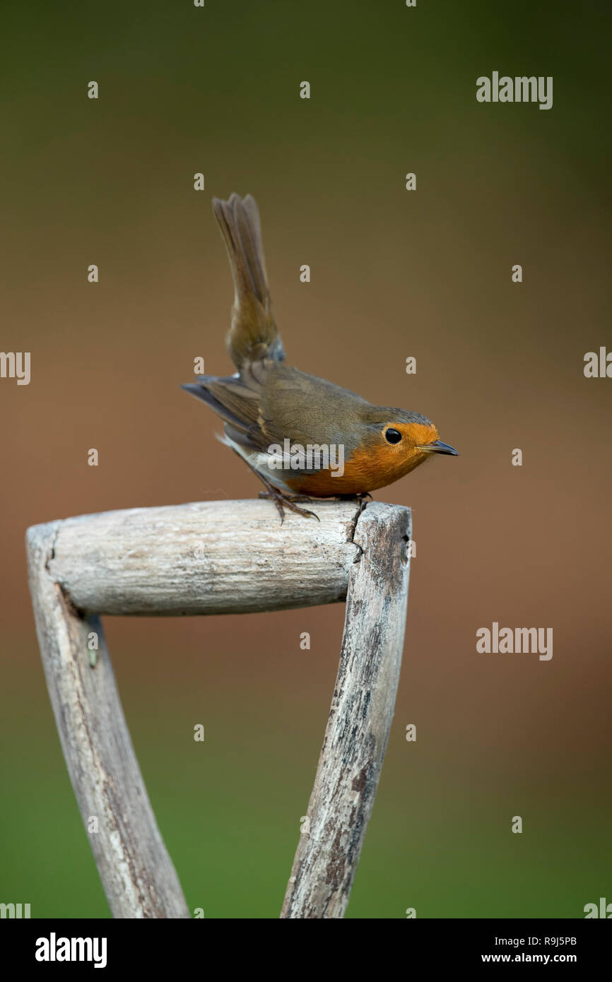 Robin; Erithacus rubecula Single auf Gabel Griff Cornwall, UK Stockfoto