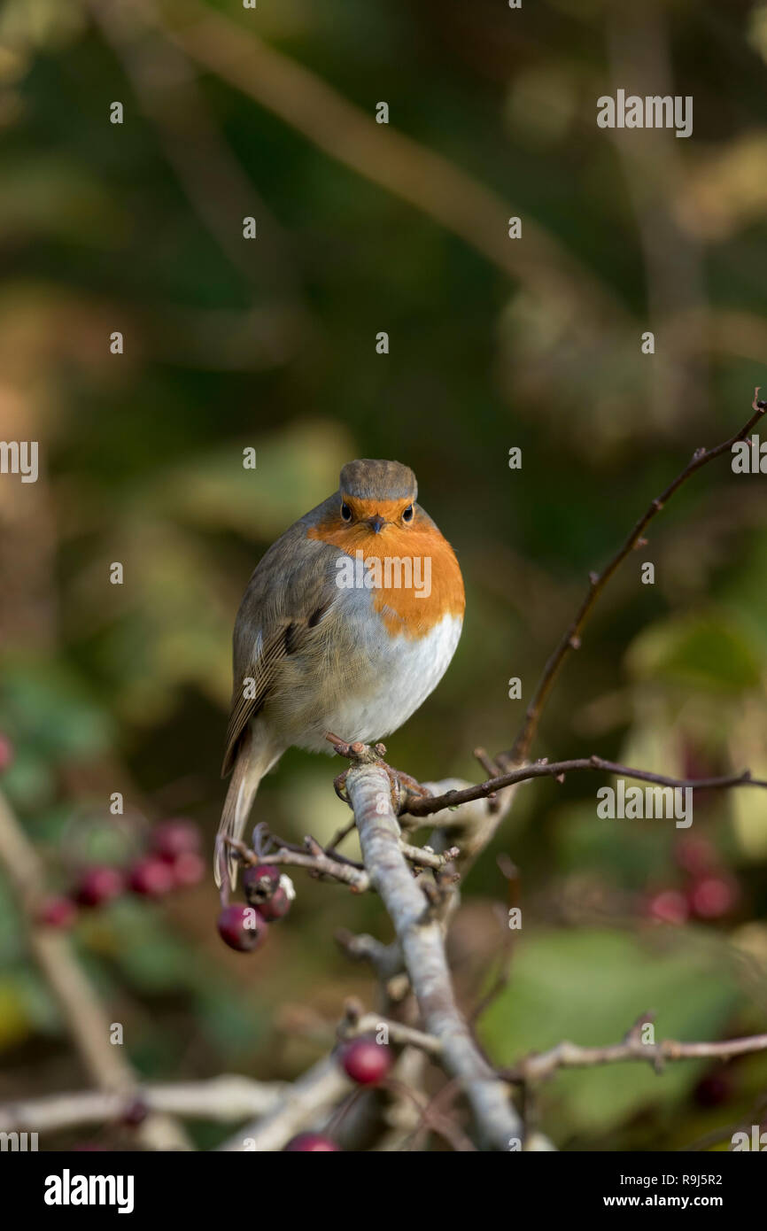 Robin; Erithacus rubecula Single auf Zweig, Cornwall, UK Stockfoto
