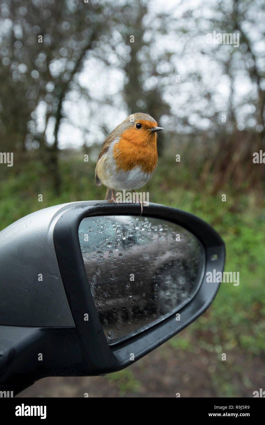 Robin; Erithacus rubecula Single auf Auto Rückspiegel Cornwall, UK Stockfoto