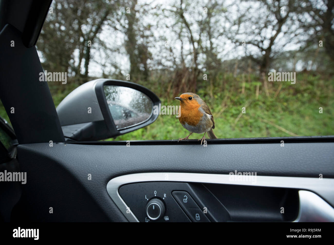 Robin; Erithacus rubecula Single auf Auto Rückspiegel Cornwall, UK Stockfoto