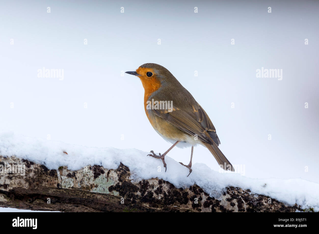 Robin; Erithacus rubecula Single im Schnee Cornwall, UK Stockfoto