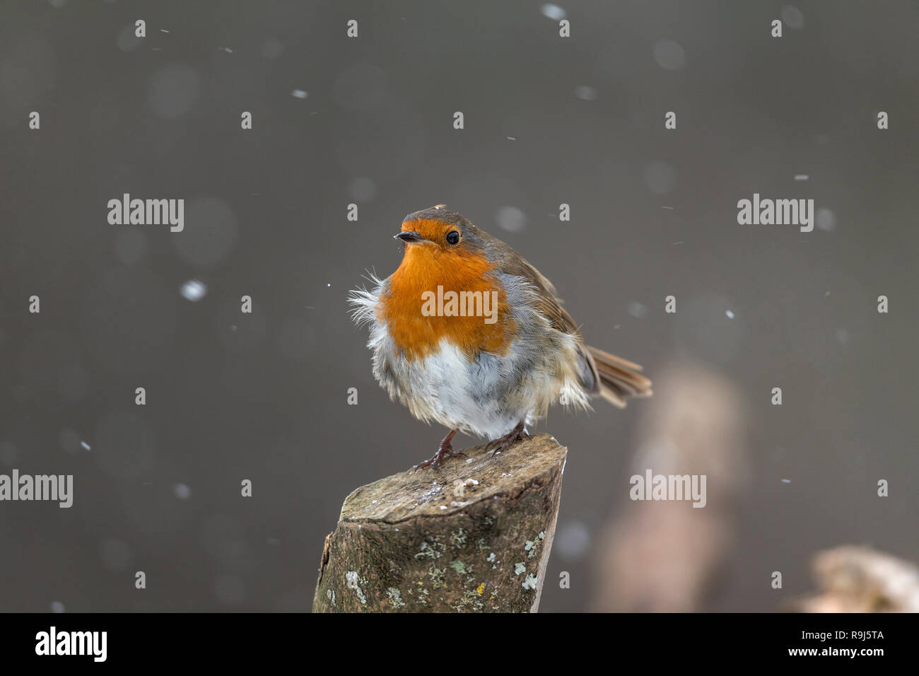 Robin; Erithacus rubecula Single im Schnee Cornwall, UK Stockfoto