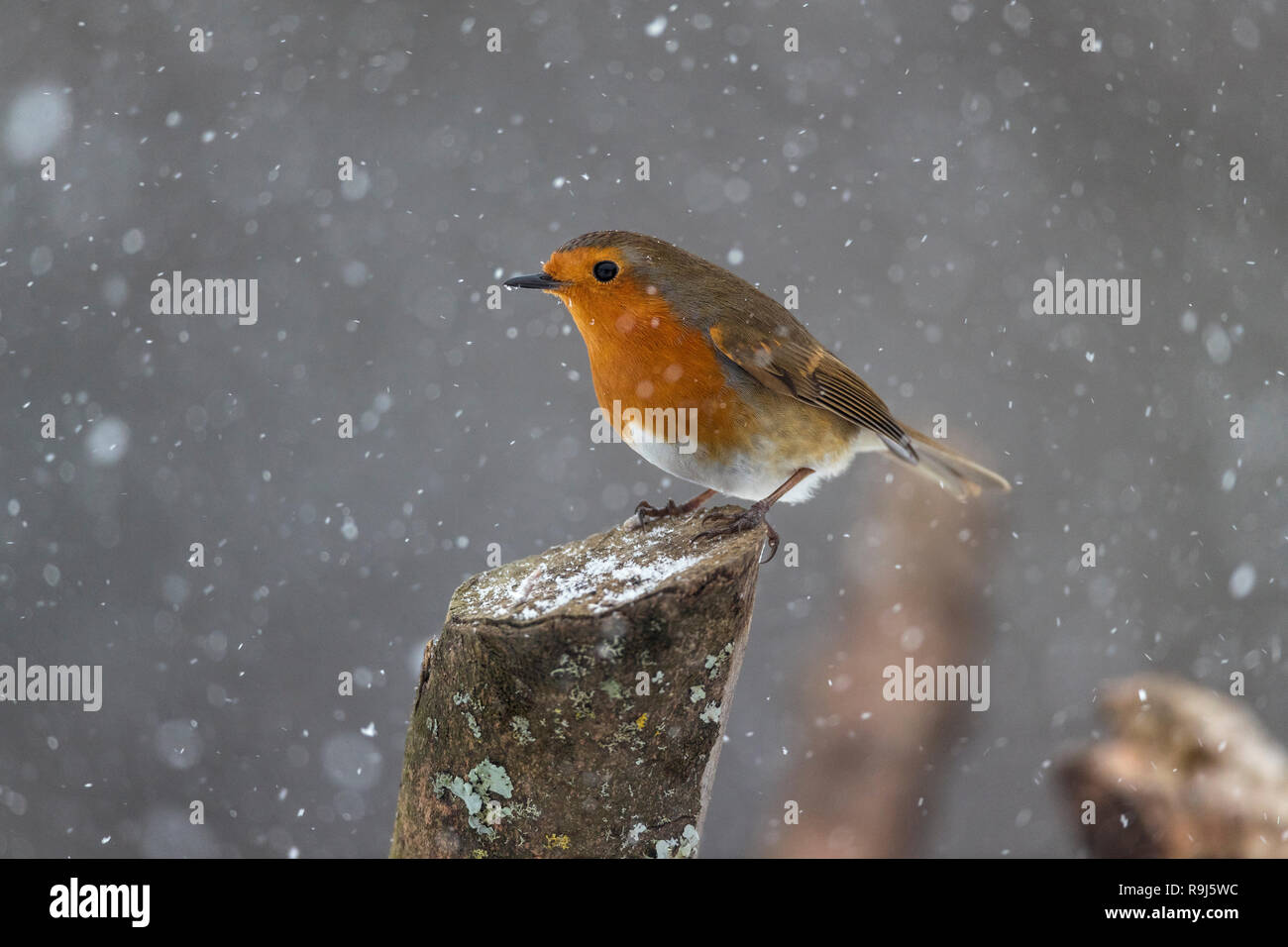 Robin; Erithacus rubecula Single im Schnee Cornwall, UK Stockfoto