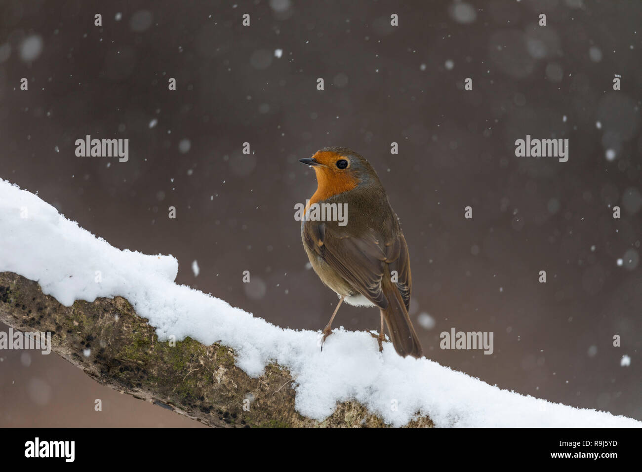 Robin; Erithacus rubecula Single im Schnee Cornwall, UK Stockfoto