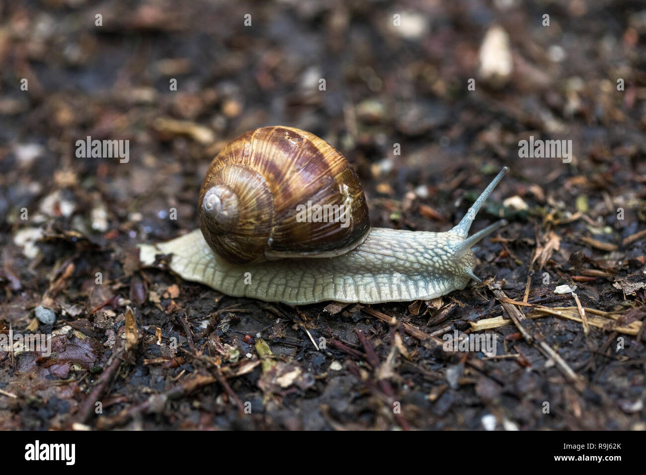 Roman Schnecke; Helix pomatia Surry, Großbritannien Stockfoto