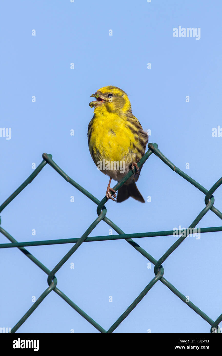 Serin; Serinus Serinus; Spanien; Essen rund um den Schnabel Stockfoto