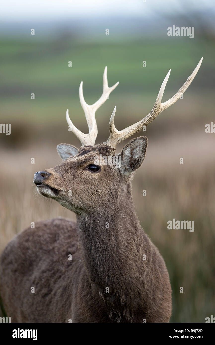 Sika Hirsche; Cervus nippon Single; Hirsch Devon, Großbritannien Stockfoto