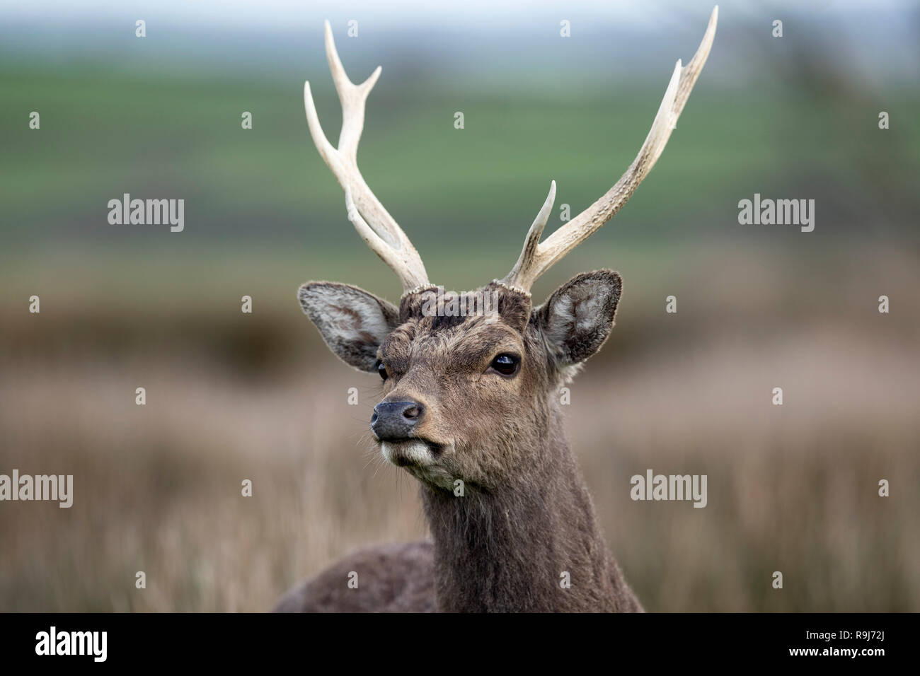 Sika Hirsche; Cervus nippon Single; Hirsch Devon, Großbritannien Stockfoto