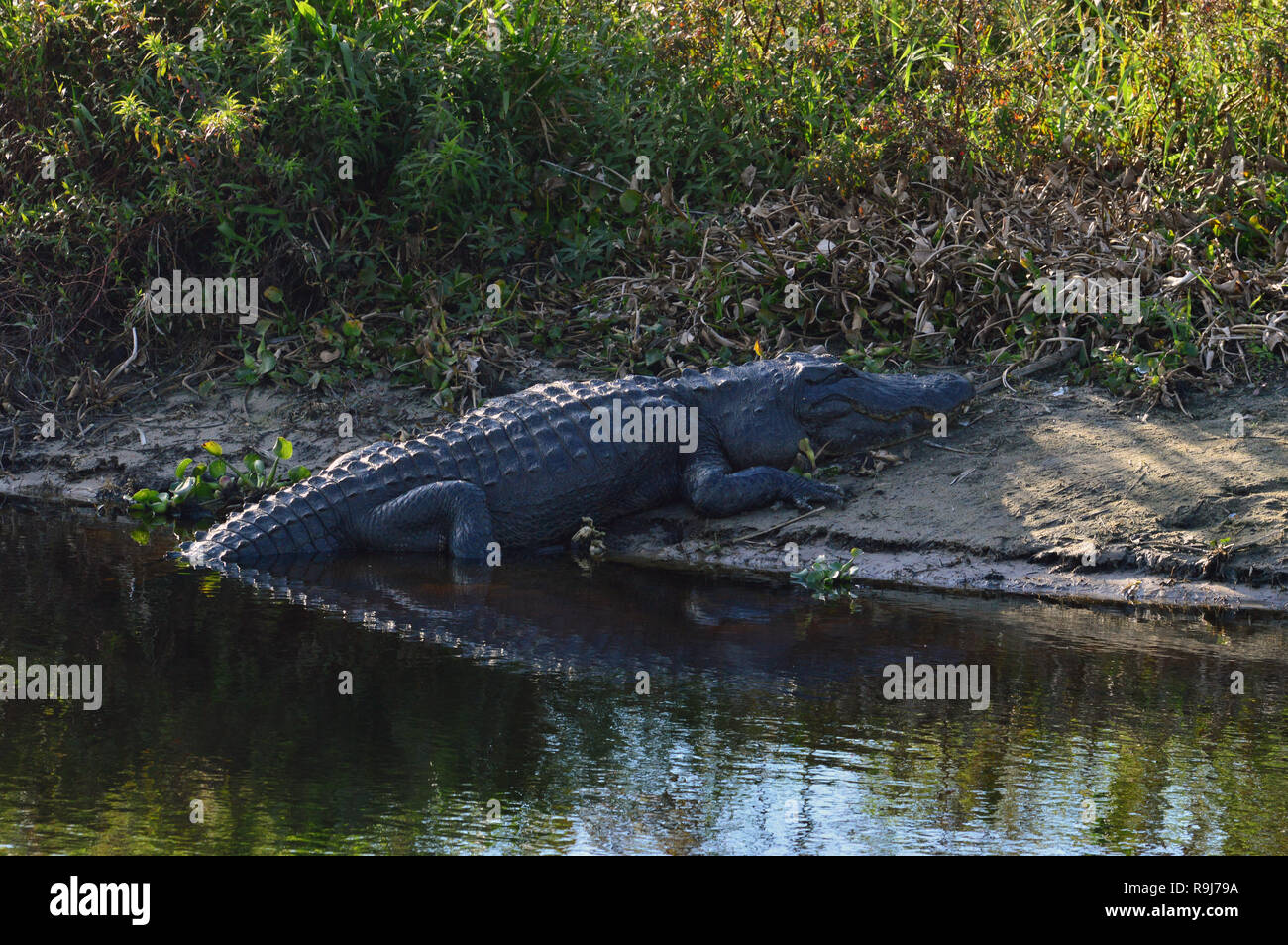 Alligator sonnen auf der Bank Stockfoto