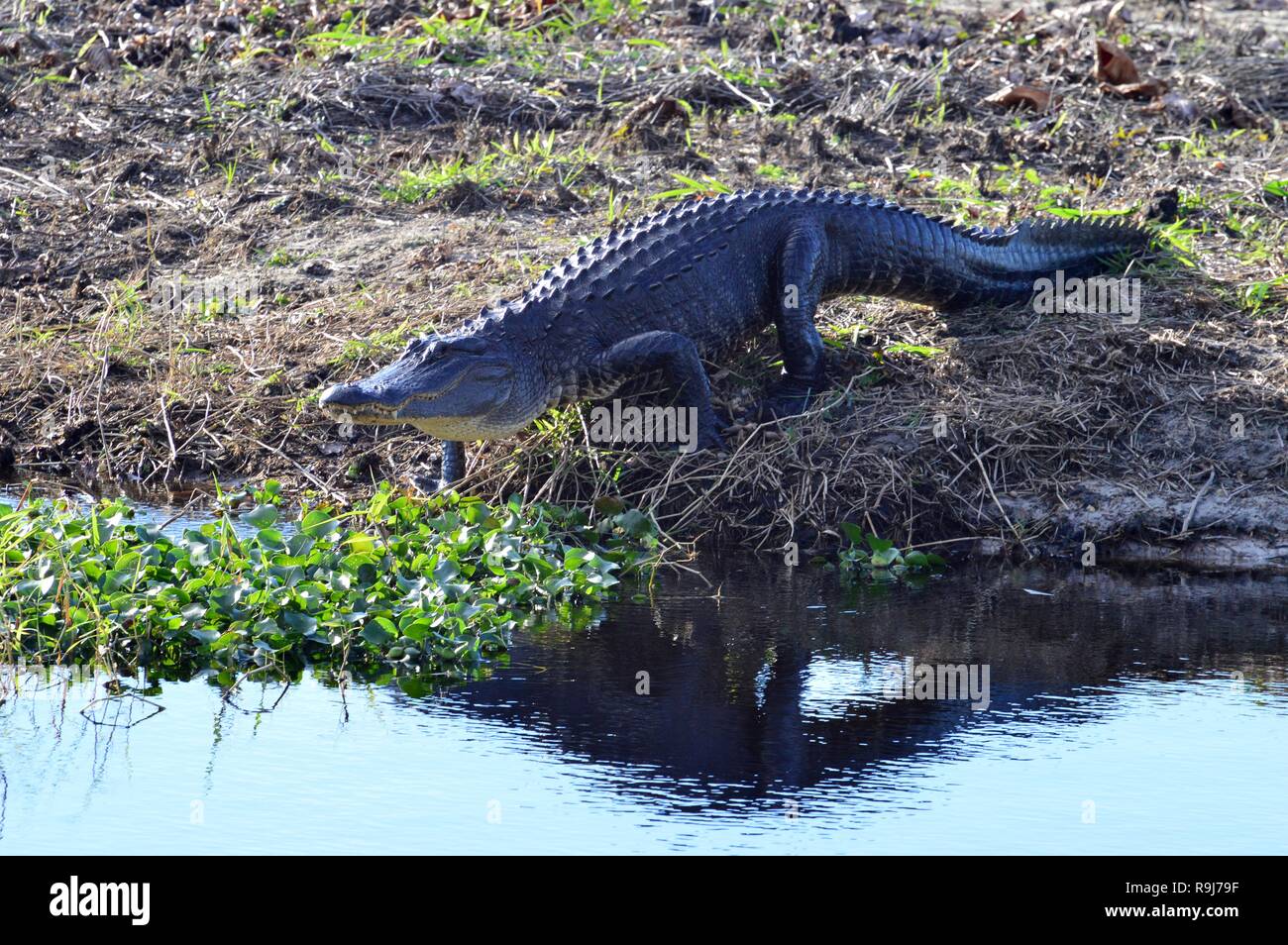 Alligator sonnen auf der Bank Stockfoto