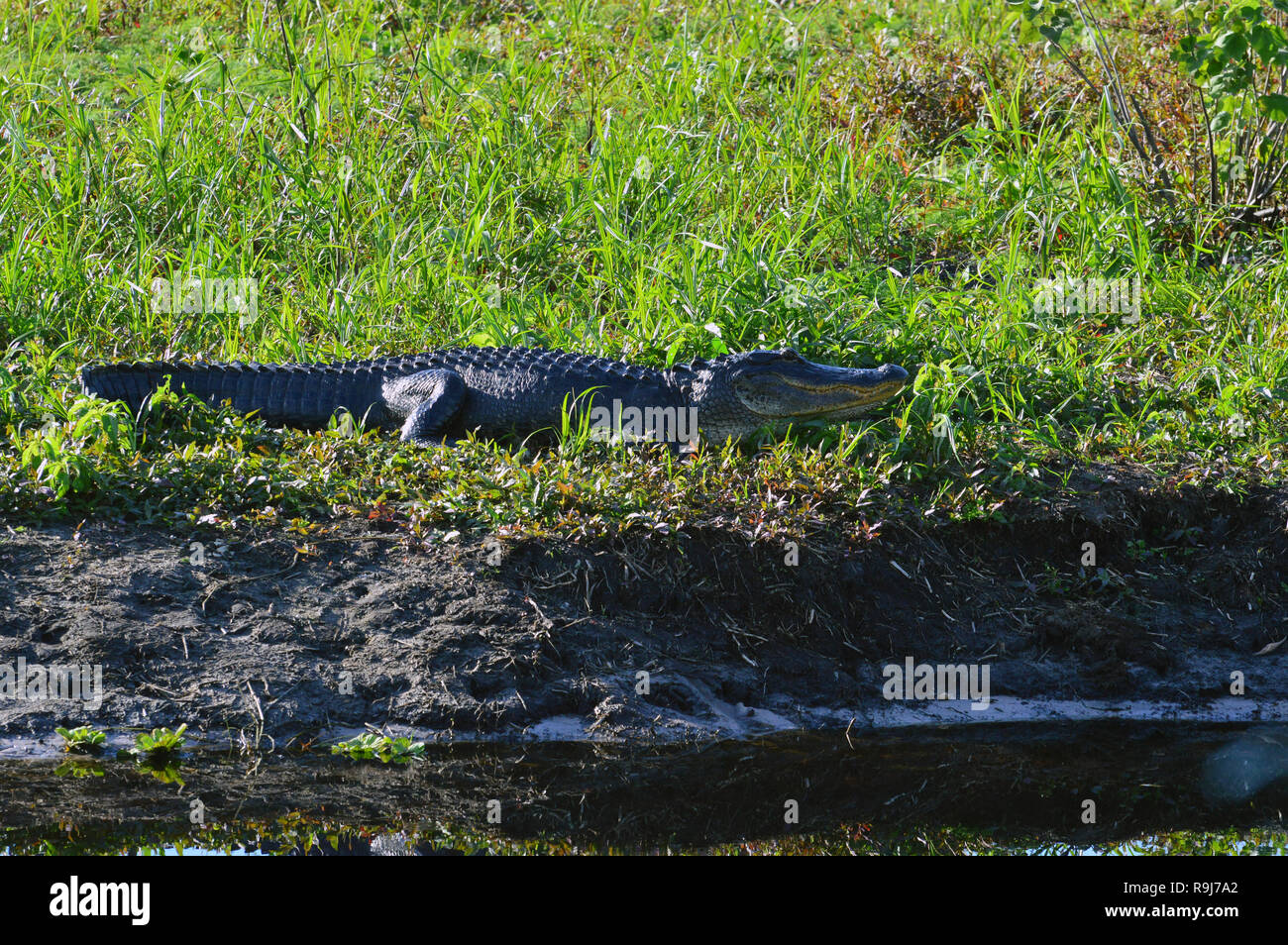 Alligator sonnen auf der Bank Stockfoto