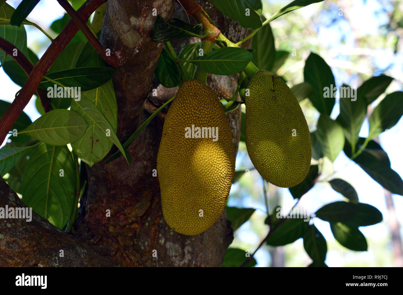 Jack Frucht fast reif für die Ernte Stockfoto