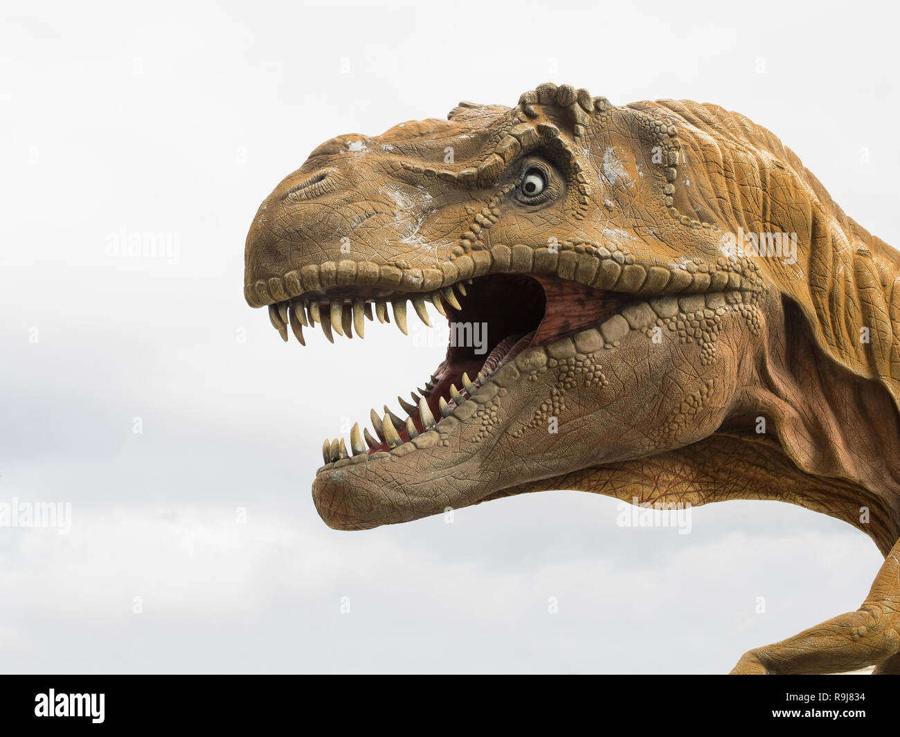Kopf Profil eines Tyrannosaurus rex (T-Rex) Modell, größten fleischfressenden Dinosaurier, weißer Hintergrund Stockfoto