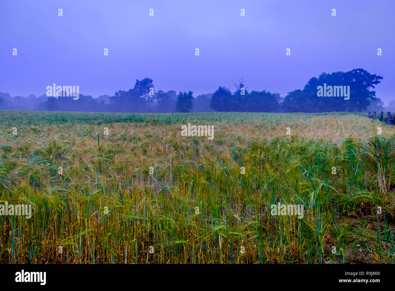 In der Nähe auf einem Roggen Feld in der Orne Landschaft in die blaue Stunde an einem nebligen Abend im Sommer, Normandie Frankreich Stockfoto