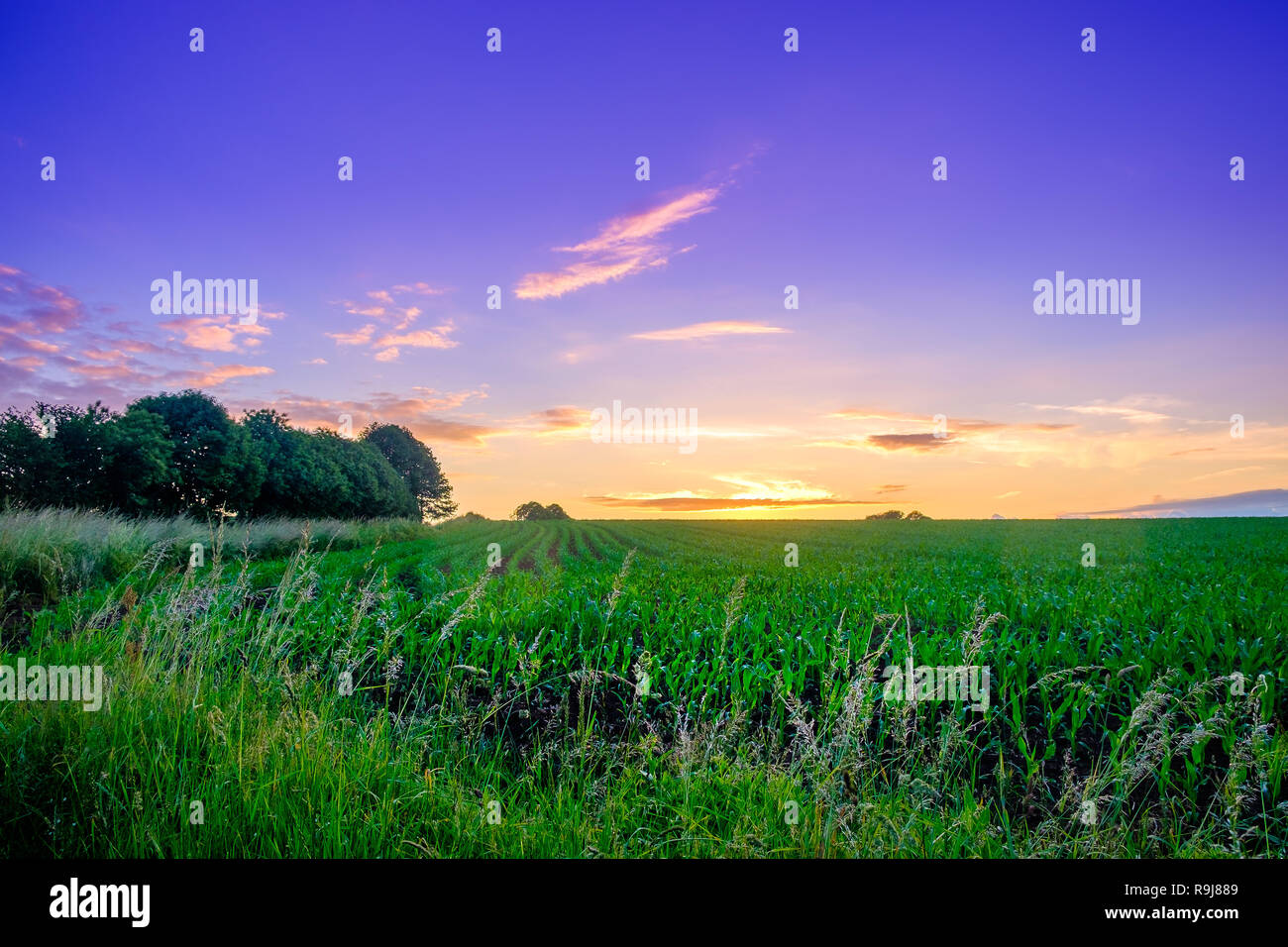 Mais Feld in der Orne Landschaft zwischen Sonnenuntergang und die Blaue Stunde im Sommer, Normandie Frankreich Stockfoto