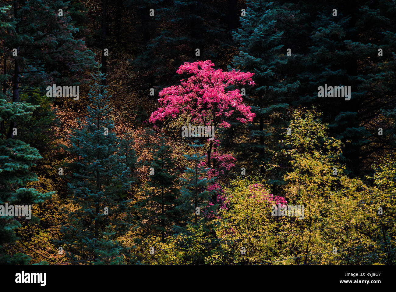 Gold, Rot und Gelb Herbst Landschaft und Gebirgsbächen. Stockfoto