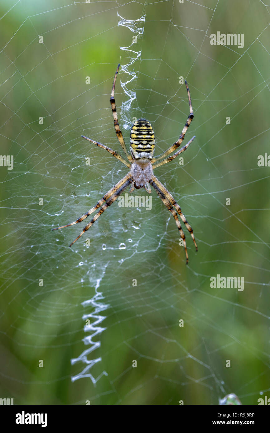 Argiope Bruennichi Wasp Spider; Single auf Web mit Stabilimentum Cornwall, UK Stockfoto