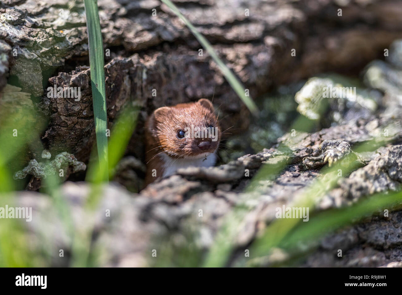 Weasel; Mustela nivalis UK Stockfoto