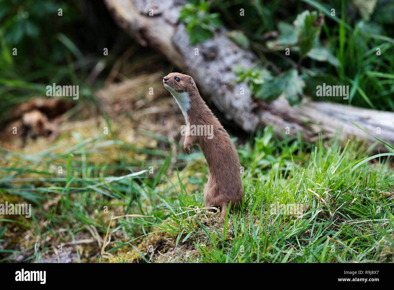 Weasel; Mustela nivalis Single; Ständigen DE Stockfoto