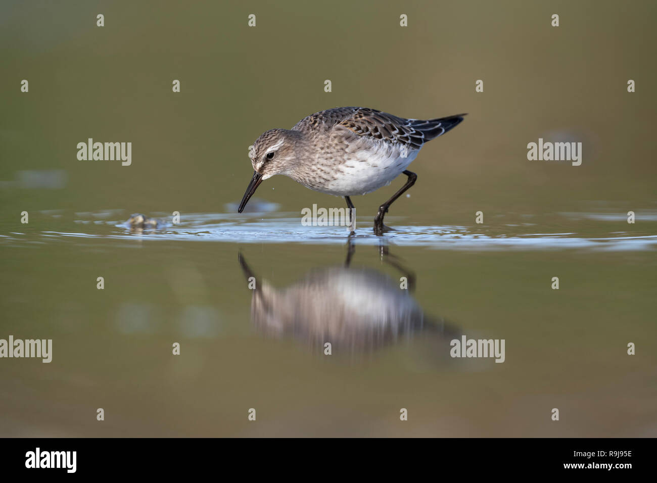 Weiß Rumped Sandpiper; Calidris fuscicollis Single; unreif Scilly-inseln, Großbritannien Stockfoto