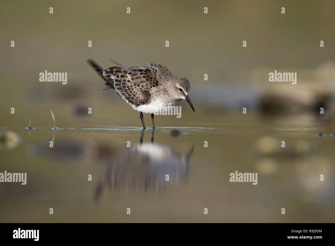 Weiß Rumped Sandpiper; Calidris fuscicollis Single; unreif Scilly-inseln, Großbritannien Stockfoto